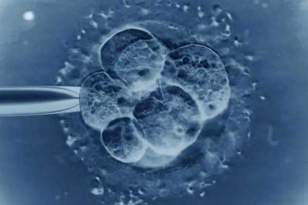 卵裂期胚胎与囊胚的区别